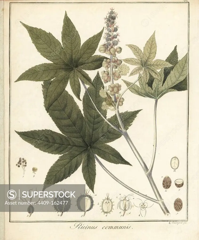Castor oil plant, Ricinus communis. Handcoloured copperplate engraving by F. Guimpel from Dr. Friedrich Gottlob Hayne's Medical Botany, Berlin, 1822. Hayne (1763-1832) was a German botanist, apothecary and professor of pharmaceutical botany at Berlin University.