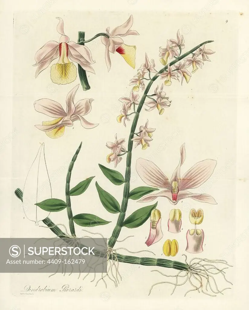 Hooded dendrobium orchid, Dendrobium cucullatum (Pierardi's dendrobium, Dendrobium pierardii). Handcoloured copperplate engraving by J. Swan after a botanical illustration by William Jackson Hooker from his own "Exotic Flora," Blackwood, Edinburgh, 1823. Hooker (1785-1865) was an English botanist who specialized in orchids and ferns, and was director of the Royal Botanical Gardens at Kew from 1841.