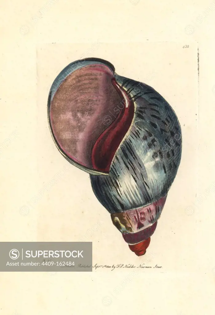 Giant African land snail, Achatina fulica (Agate bulla shell, Bulla achatina). Illustration drawn and engraved by Richard Polydore Nodder. Handcoloured copperplate engraving from George Shaw and Frederick Nodder's "The Naturalist's Miscellany," London, 1800.