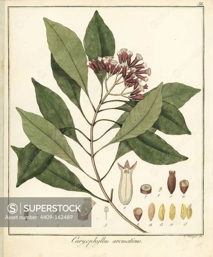 Clove spice, Syzygium aromaticum. Handcoloured copperplate engraving by F. Guimpel from Dr. Friedrich Gottlob Hayne's Medical Botany, Berlin, 1822. Hayne (1763-1832) was a German botanist, apothecary and professor of pharmaceutical botany at Berlin University.