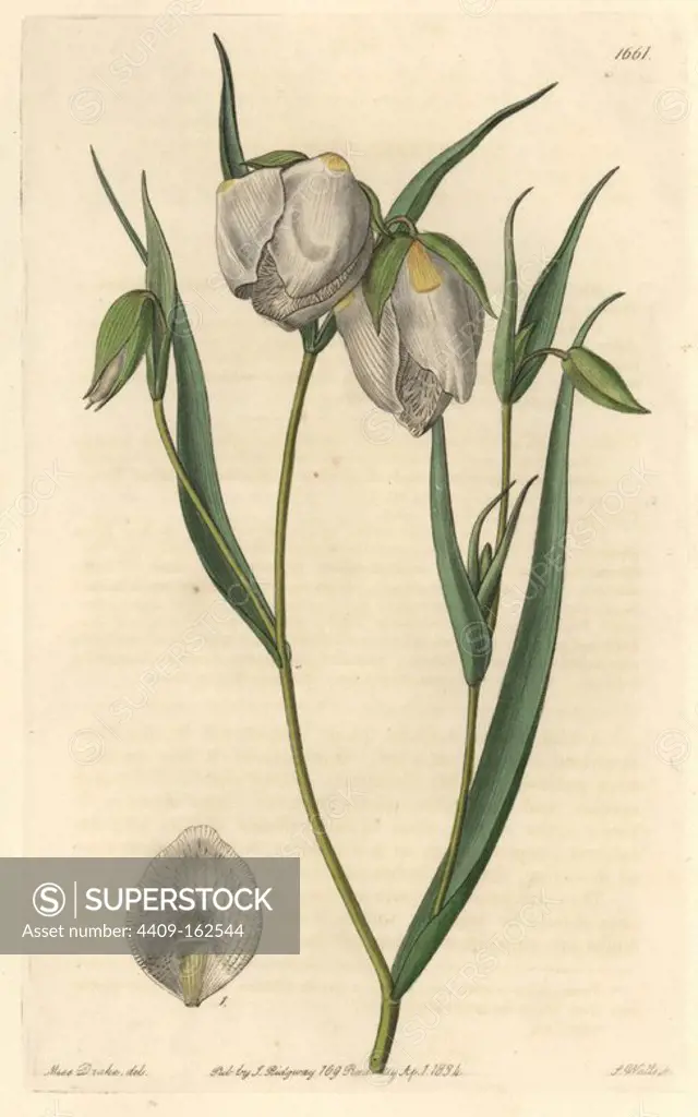 Globe lily, Calochortus albus (White cyclobothra, Cyclobothra alba). Native to California. Handcoloured copperplate engraving by S. Watts after an illustration by Miss Drake from Sydenham Edwards' "The Botanical Register," London, Ridgway, 1834. Sarah Anne Drake (1803-1857) drew over 1,300 plates for the botanist John Lindley, including many orchids.