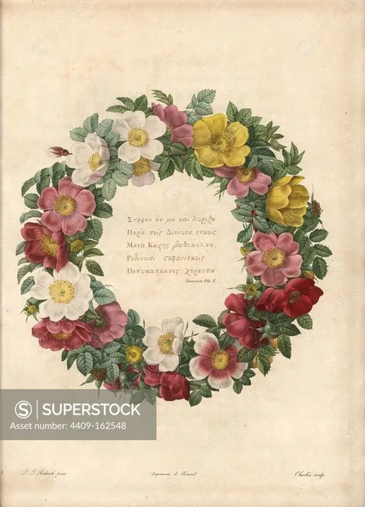 Decorative wreath of roses with Greek motto. Handcoloured stipple copperplate engraving by Charlin after an illustration by Pierre-Joseph Redoute from "Les Roses," Firmin Didot, Paris, 1817.