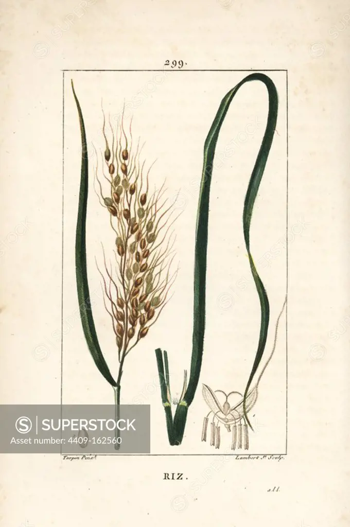 Rice, Oryza sativa, with leaf, seed and stalk. Handcoloured stipple copperplate engraving by Lambert Junior from a drawing by Pierre Jean-Francois Turpin from Chaumeton, Poiret and Chamberet's "La Flore Medicale," Paris, Panckoucke, 1830. Turpin (1775~1840) was one of the three giants of French botanical art of the era alongside Pierre Joseph Redoute and Pancrace Bessa.