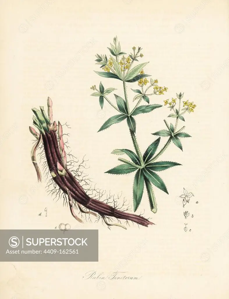 Dyer's madder, Rubia tinctorum. Handcoloured zincograph by C. Chabot drawn by Miss M. A. Burnett from her "Plantae Utiliores: or Illustrations of Useful Plants," Whittaker, London, 1842. Miss Burnett drew the botanical illustrations, but the text was chiefly by her late brother, British botanist Gilbert Thomas Burnett (1800-1835).