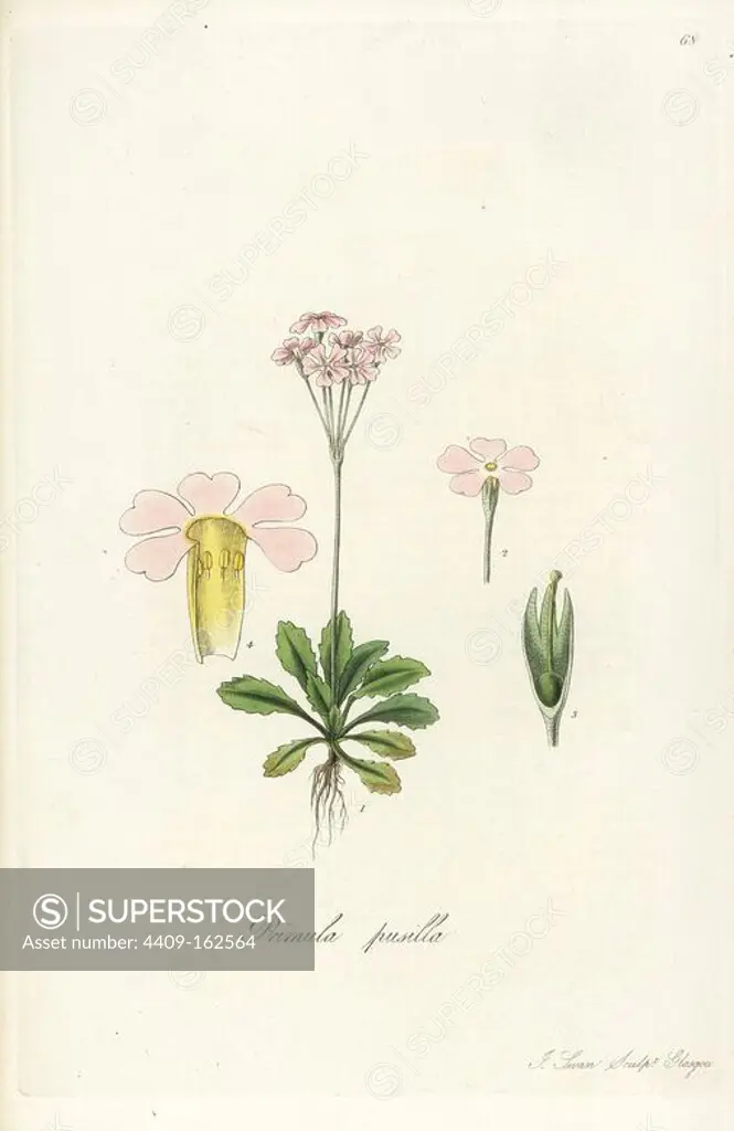 Hairy throated primrose, Primula primulina (Lesser bird's eye primrose, Primula pusilla). Handcoloured copperplate engraving by J. Swan after a botanical illustration by William Jackson Hooker from his own "Exotic Flora," Blackwood, Edinburgh, 1823. Hooker (1785-1865) was an English botanist who specialized in orchids and ferns, and was director of the Royal Botanical Gardens at Kew from 1841.