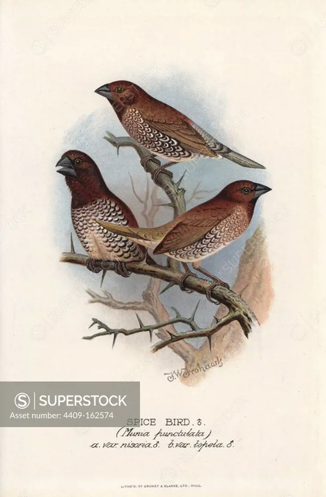 Scaly-breasted munia, Lonchura punctulata. (Spice bird, Munia punctulata, a var. nisoria, b var. topela) Chromolithograph by Brumby and Clarke after a painting by Frederick William Frohawk from Arthur Gardiner Butler's "Foreign Finches in Captivity," London, 1899.