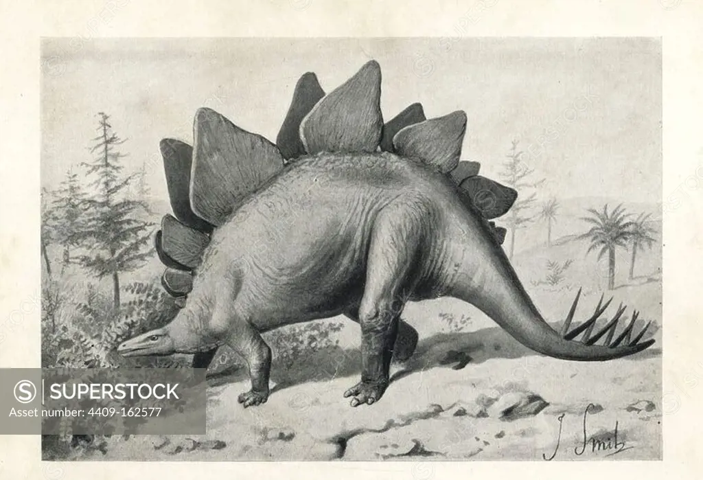 Stegosaurus ungulatus, dubious species perhaps Stegosaurus armatus, Jurassic era, North America. Illustration by J. Smit from H. N. Hutchinson's "Extinct Monsters and Creatures of Other Days," Chapman and Hall, London, 1894.