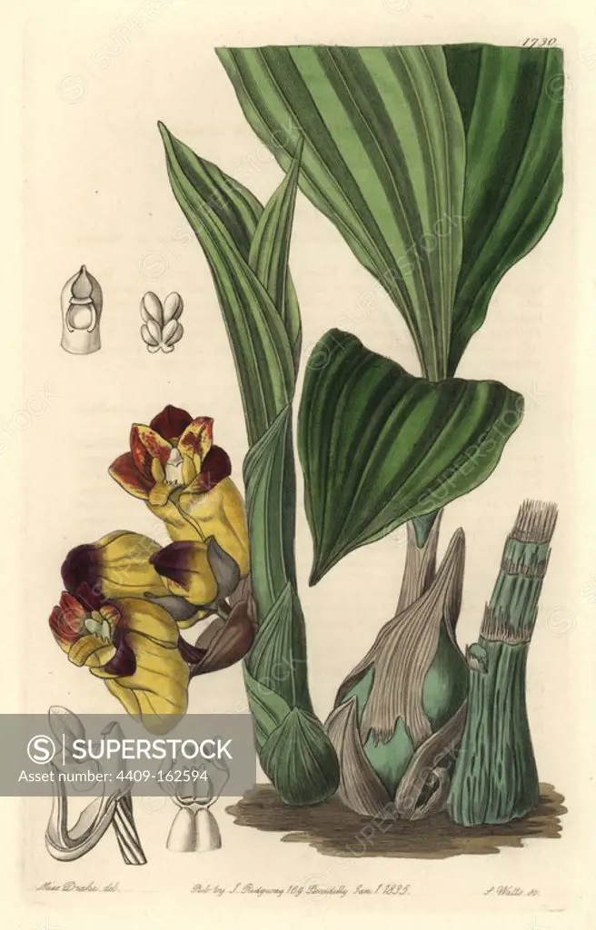 Two-coloured barrel-orchis, Acanthophippium bicolor. Native to Ceylon, Sri Lanka. Handcoloured copperplate engraving by S. Watts after an illustration by Miss Drake from Sydenham Edwards' "The Botanical Register," London, Ridgway, 1834. Sarah Anne Drake (1803-1857) drew over 1,300 plates for the botanist John Lindley, including many orchids.