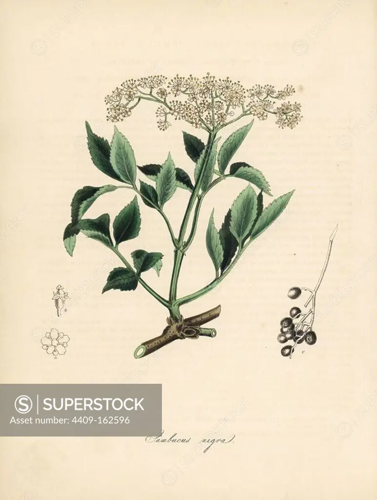 Common or black elder, Sambucus nigra. Handcoloured zincograph by C. Chabot drawn by Miss M. A. Burnett from her "Plantae Utiliores: or Illustrations of Useful Plants," Whittaker, London, 1842. Miss Burnett drew the botanical illustrations, but the text was chiefly by her late brother, British botanist Gilbert Thomas Burnett (1800-1835).