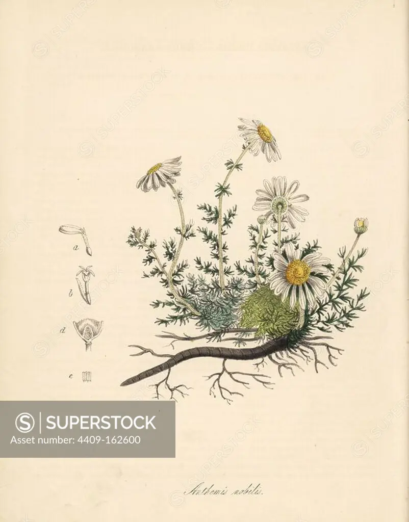 Common chamomile, Chamaemelum nobile (Anthemis nobilis). Handcoloured zincograph by C. Chabot drawn by Miss M. A. Burnett from her "Plantae Utiliores: or Illustrations of Useful Plants," Whittaker, London, 1842. Miss Burnett drew the botanical illustrations, but the text was chiefly by her late brother, British botanist Gilbert Thomas Burnett (1800-1835).