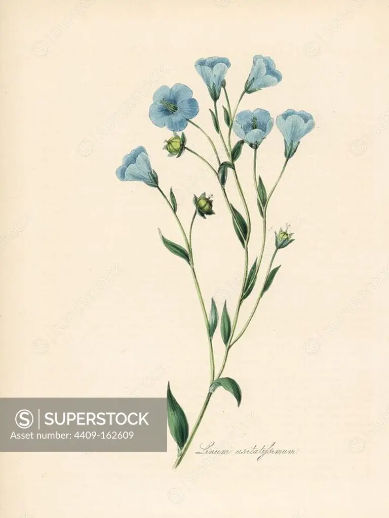Common flax or linseed, Linum usitatissimum. Handcoloured zincograph by C. Chabot drawn by Miss M. A. Burnett from her "Plantae Utiliores: or Illustrations of Useful Plants," Whittaker, London, 1842. Miss Burnett drew the botanical illustrations, but the text was chiefly by her late brother, British botanist Gilbert Thomas Burnett (1800-1835).