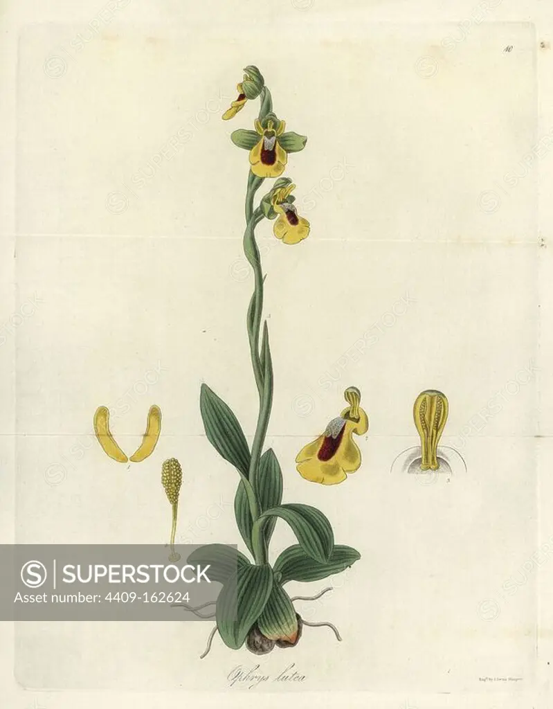 Yellow ophrys orchid, Ophrys lutea. Handcoloured copperplate engraving by J. Swan after a botanical illustration by William Jackson Hooker from his own "Exotic Flora," Blackwood, Edinburgh, 1823. Hooker (1785-1865) was an English botanist who specialized in orchids and ferns, and was director of the Royal Botanical Gardens at Kew from 1841.