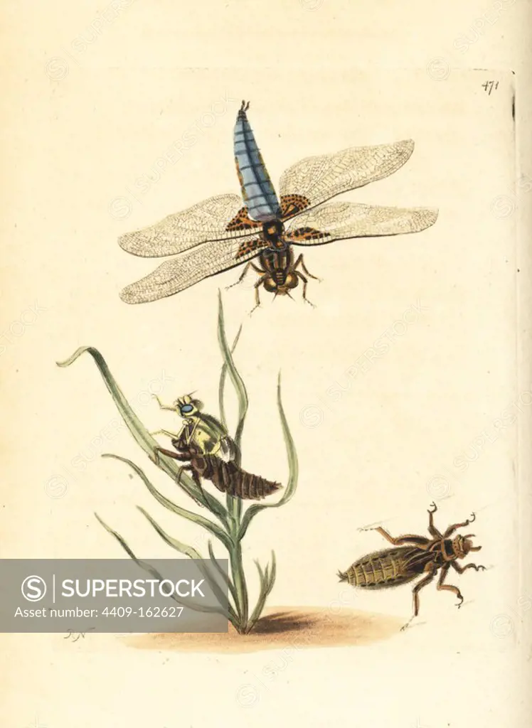 Broad-bodied chaser or darter, Libellula depressa. Formerly the depressed libellula. Flying adult, adult emerging from the nymph, and nymph. Illustration drawn and engraved by Richard Polydore Nodder. Handcoloured copperplate engraving from George Shaw and Frederick Nodder's "The Naturalist's Miscellany," London, 1801.
