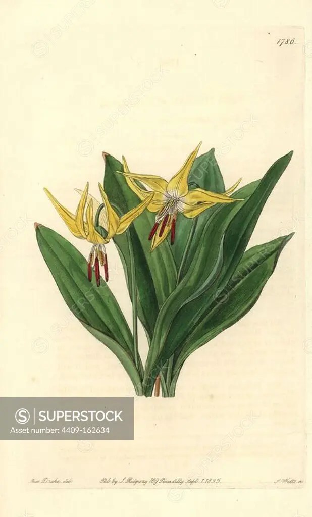 Large American dog's-tooth violet or glacier lily, Erythronium grandiflorum. Handcoloured copperplate engraving by S. Watts after an illustration by Miss Drake from Sydenham Edwards' "The Botanical Register," London, Ridgway, 1835. Sarah Anne Drake (1803-1857) drew over 1,300 plates for the botanist John Lindley, including many orchids.