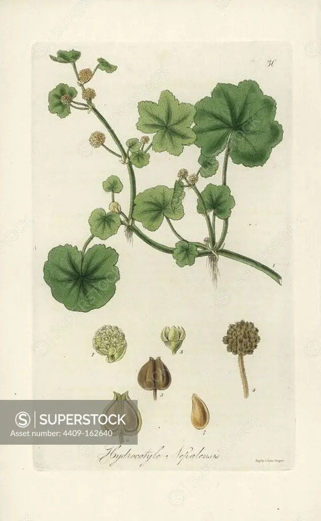 Java pennywort, Hydrocotyle javanica (Nepal pennywort, Hydrocotyle nepalensis). Handcoloured copperplate engraving by J. Swan after a botanical illustration by William Jackson Hooker from his own "Exotic Flora," Blackwood, Edinburgh, 1823. Hooker (1785-1865) was an English botanist who specialized in orchids and ferns, and was director of the Royal Botanical Gardens at Kew from 1841.