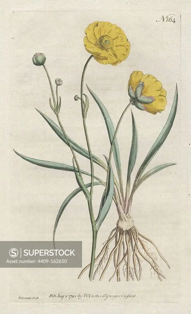 Grass-leaved crowfoot or buttercup, Ranunculus gramineus. Handcolored copperplate drawn and engraved by Sydenham Edwards from William Curtis's "Botanical Magazine," St. George's Crescent, London, 1791.
