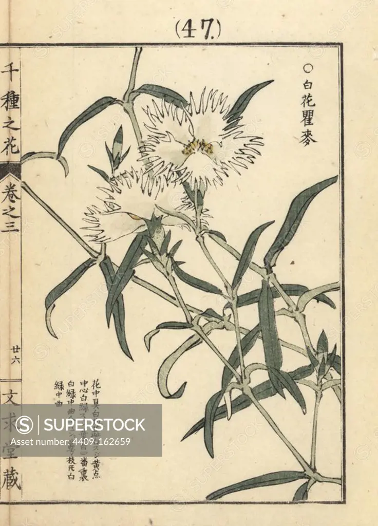 Shironadeshiko or white carnation, Dianthus superbus. Handcoloured woodblock print by Kono Bairei from Senshu no Hana (One Thousand Varieties of Flowers), Bunkyudo, Kyoto, 1889.