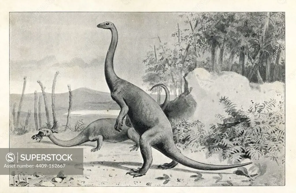 Anchisaurus polyzelus, oldest known dinosaur from North America, early Jurassic. Illustration by J. Smit from H. N. Hutchinson's "Extinct Monsters and Creatures of Other Days," Chapman and Hall, London, 1894.