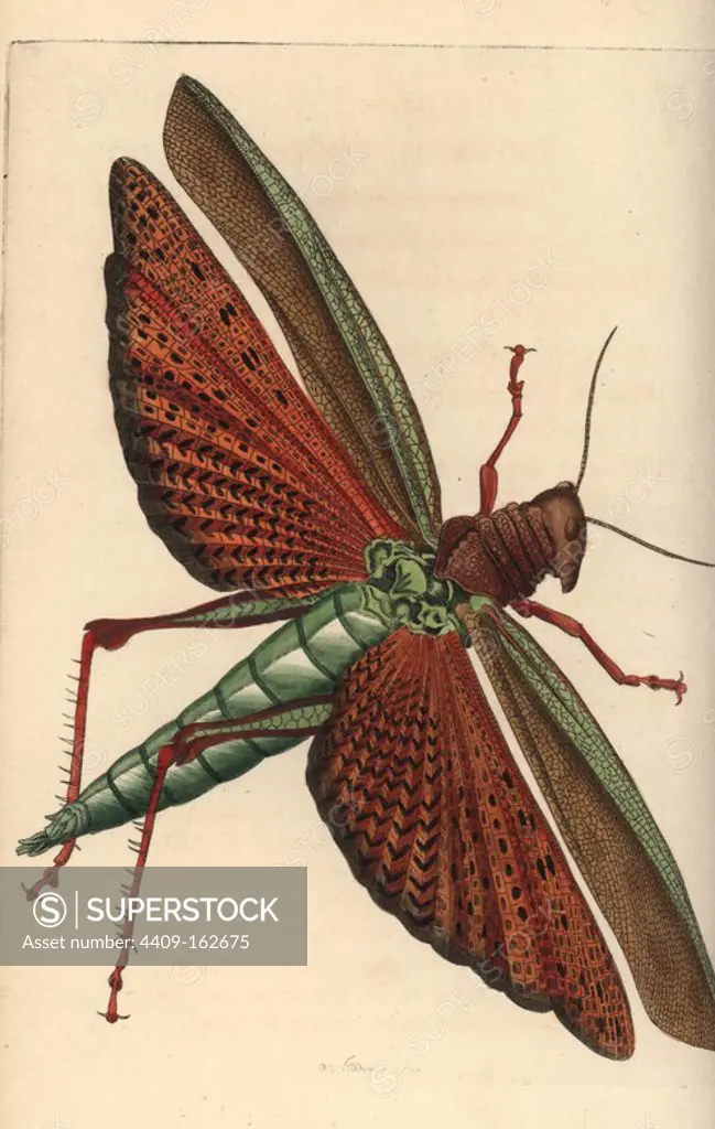 Giant red-winged grasshopper, Tropidacris cristata dux. Illustration drawn and engraved by Richard Polydore Nodder. Handcoloured copperplate engraving from George Shaw and Frederick Nodder's "The Naturalist's Miscellany," London, 1805.