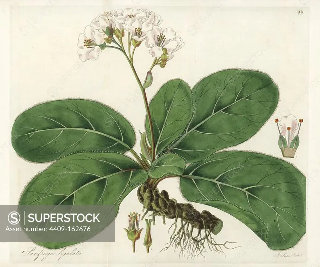Elephant-eared saxifrage, Bergenia pacumbis (Fringe-leaved saxifrage, Saxifraga ligulata). Handcoloured copperplate engraving by J. Swan after a botanical illustration by William Jackson Hooker from his own "Exotic Flora," Blackwood, Edinburgh, 1823. Hooker (1785-1865) was an English botanist who specialized in orchids and ferns, and was director of the Royal Botanical Gardens at Kew from 1841.
