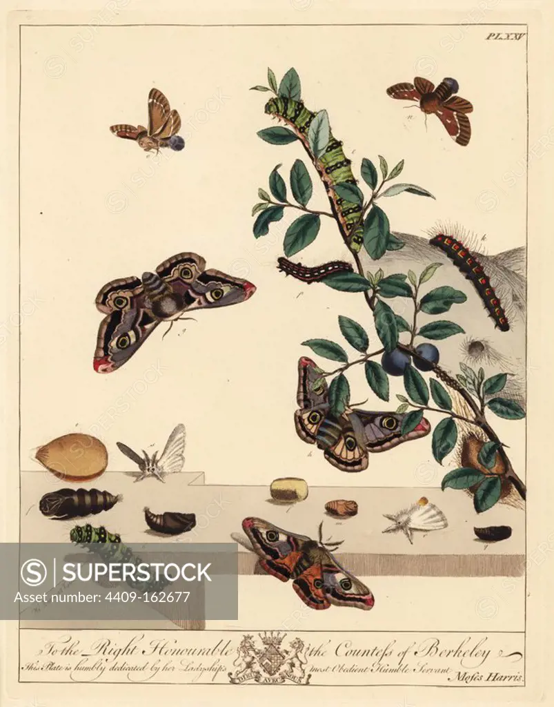Small emperor moth, Saturnia pavonia, smaller eggar moth, Eriogaster lanestris, and yellow-tail moth, Euproctis similis, on bilberry leaves, Vaccinium myrtillus. Handcoloured lithograph after an illustration by Moses Harris from "The Aurelian; a Natural History of English Moths and Butterflies," new edition edited by J. O. Westwood, published by Henry Bohn, London, 1840.