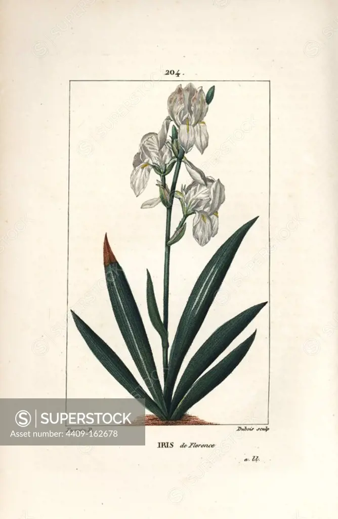 Florentine iris, Iris florentina, flower and leaf. Handcoloured stipple copperplate engraving by Dubois from a drawing by Pierre Jean-Francois Turpin from Chaumeton, Poiret and Chamberet's "La Flore Medicale," Paris, Panckoucke, 1830. Turpin (1775~1840) was one of the three giants of French botanical art of the era alongside Pierre Joseph Redoute and Pancrace Bessa.