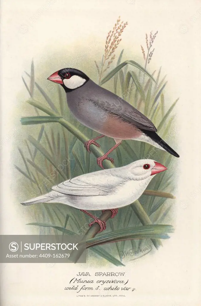 Java sparrow, Lonchura oryzivora, wild form and white variant. Vulnerable. Chromolithograph by Brumby and Clarke after a painting by Frederick William Frohawk from Arthur Gardiner Butler's "Foreign Finches in Captivity," London, 1899.