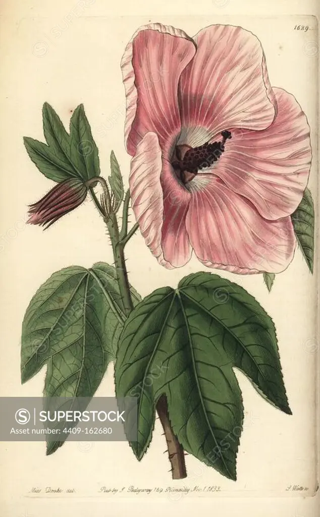 Splendid hibiscus, Hibiscus splendens. Handcoloured copperplate engraving by S. Watts after an illustration by Miss Drake from Sydenham Edwards' "The Botanical Register," London, Ridgway, 1833. Sarah Anne Drake (1803-1857) drew over 1,300 plates for the botanist John Lindley, including many orchids.