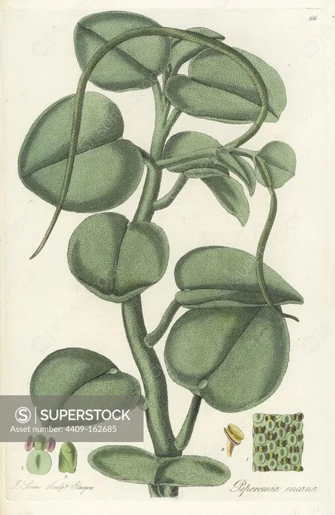 Radiator plant or hoary peperomia, Peperomia incana. Handcoloured copperplate engraving by J. Swan after a botanical illustration by William Jackson Hooker from his own "Exotic Flora," Blackwood, Edinburgh, 1823. Hooker (1785-1865) was an English botanist who specialized in orchids and ferns, and was director of the Royal Botanical Gardens at Kew from 1841.