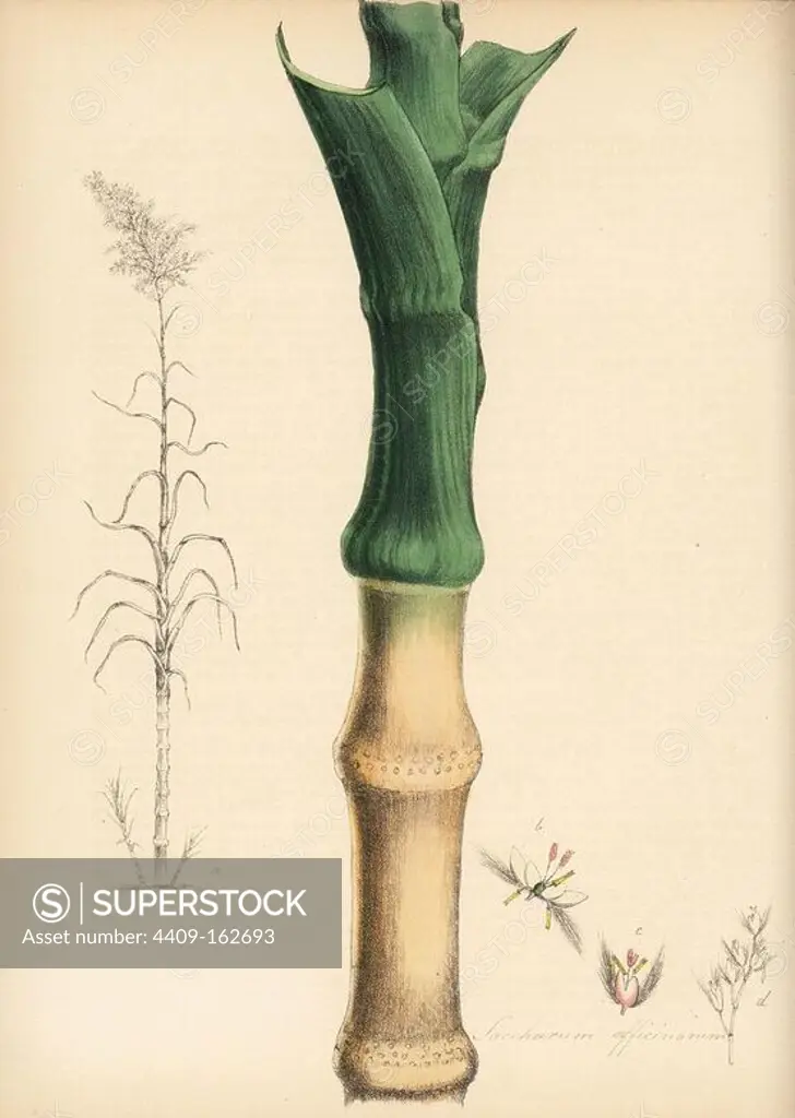 Sugarcane, Saccharum officinarum, with cane stem and leaf, and engraving of entire plant. Handcoloured zincograph by Chabots drawn by Miss M. A. Burnett from her "Plantae Utiliores: or Illustrations of Useful Plants," Whittaker, London, 1842. Miss Burnett drew the botanical illustrations, but the text was chiefly by her late brother, British botanist Gilbert Thomas Burnett (1800-1835).