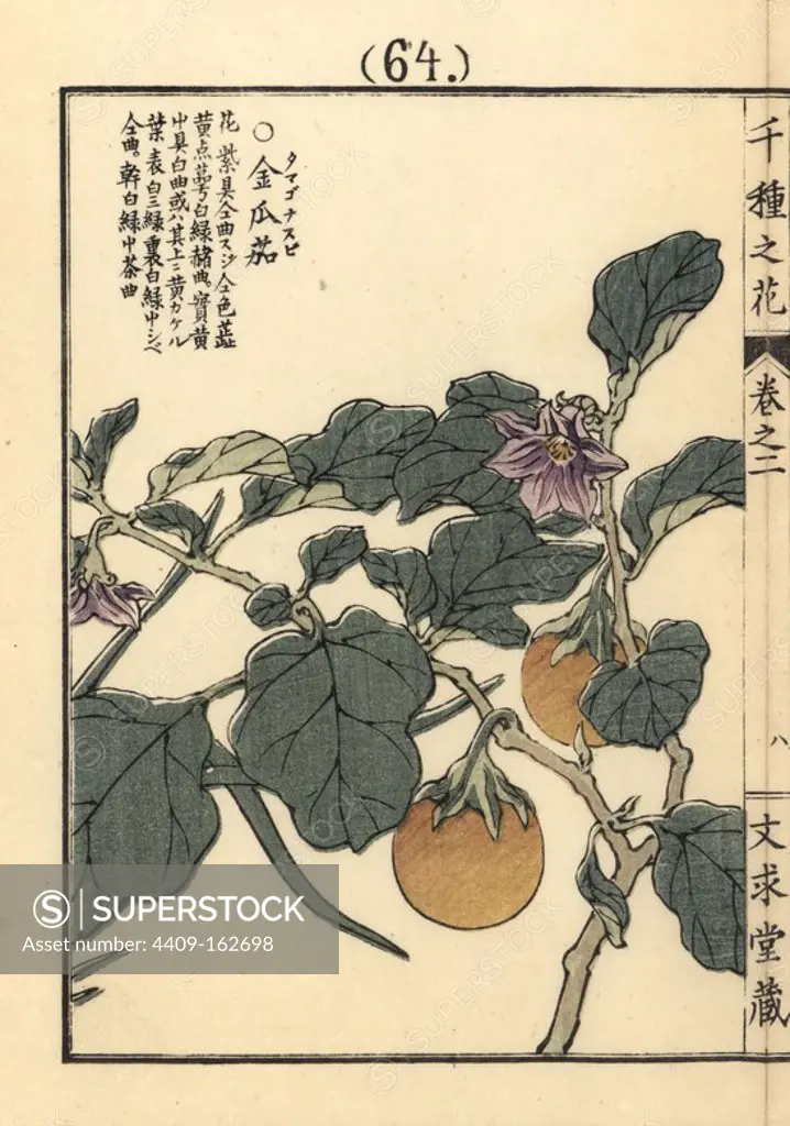 Tamagonasubi or tomato plant, Solanum lycopersicum. Handcoloured woodblock print by Kono Bairei from Senshu no Hana (One Thousand Varieties of Flowers), Bunkyudo, Kyoto, 1900.