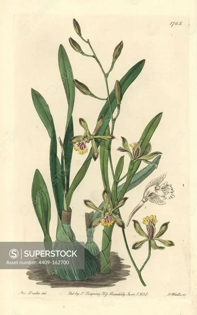 Graceful epidendrum orchid, Encyclia gracilis (Epidendrum gracile). Handcoloured copperplate engraving by S. Watts after an illustration by Miss Drake from Sydenham Edwards' "The Botanical Register," London, Ridgway, 1835. Sarah Anne Drake (1803-1857) drew over 1,300 plates for the botanist John Lindley, including many orchids.