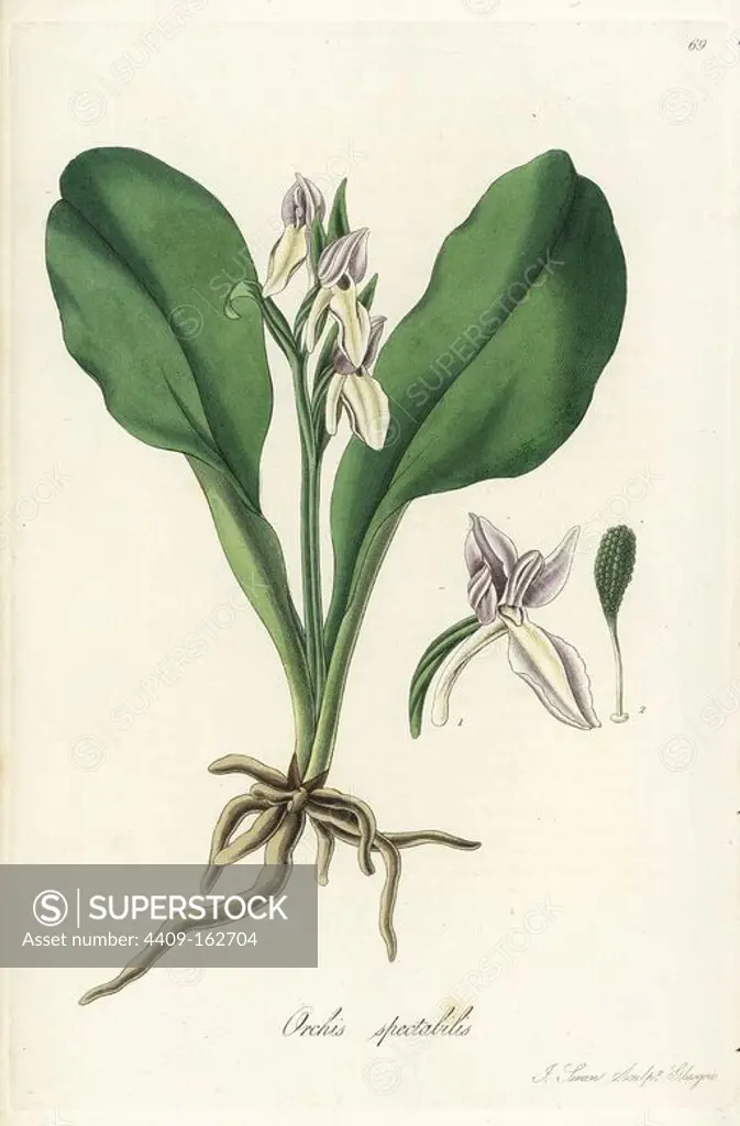 Purple orchis or purple-hooded orchis, Galearis spectabilis (showy American orchis, Orchis spectabilis). Handcoloured copperplate engraving by J. Swan after a botanical illustration by William Jackson Hooker from his own "Exotic Flora," Blackwood, Edinburgh, 1823. Hooker (1785-1865) was an English botanist who specialized in orchids and ferns, and was director of the Royal Botanical Gardens at Kew from 1841.