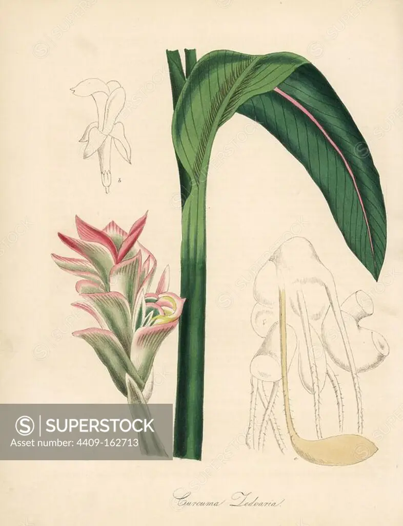 White turmeric, kentjur or zedoary, Curcuma zedoaria. Taken from Stephenson and Churchill's "Medical Botany." Handcoloured zincograph by C. Chabot drawn by Miss M. A. Burnett from her "Plantae Utiliores: or Illustrations of Useful Plants," Whittaker, London, 1842. Miss Burnett drew the botanical illustrations, but the text was chiefly by her late brother, British botanist Gilbert Thomas Burnett (1800-1835).