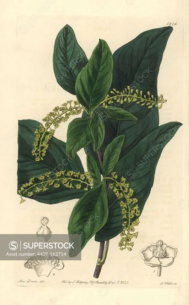 Pea blanca, Coccoloba coronata (Green sea-side grape, Coccoloba virens). Handcoloured copperplate engraving by S. Watts after an illustration by Miss Drake from Sydenham Edwards' "The Botanical Register," London, Ridgway, 1835. Sarah Anne Drake (1803-1857) drew over 1,300 plates for the botanist John Lindley, including many orchids.