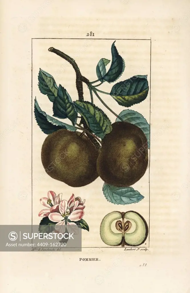 Apple, Malus domestica, with branch, leaf, fruit, blossom and ripe fruit in section showing seeds. Handcoloured stipple copperplate engraving by Lambert Junior from a drawing by Ernestine Panckoucke from Chaumeton, Poiret and Chamberet's "La Flore Medicale," Paris, Panckoucke, 1830. Madame Anne-Ernestine Panckoucke (1784-1860) was a talented student of Pierre-Joseph Redoute and wife of the publisher Panckoucke.