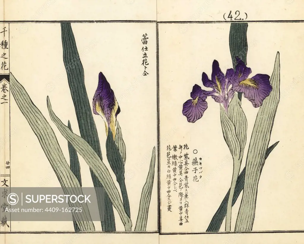 Kakitsubata or rabbit-ear iris, Iris laevigata, native to Japan. Handcoloured woodblock print by Kono Bairei from Senshu no Hana (One Thousand Varieties of Flowers), Bunkyudo, Kyoto, 1900.