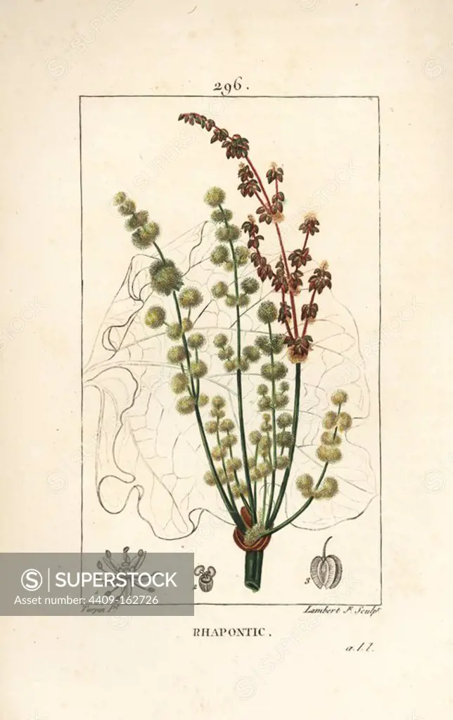Rhapontic or false rhubarb, Rheum rhaponticum, with flower, stalk, seed and leaf outline. Handcoloured stipple copperplate engraving by Lambert Junior from a drawing by Pierre Jean-Francois Turpin from Chaumeton, Poiret and Chamberet's "La Flore Medicale," Paris, Panckoucke, 1830. Turpin (1775~1840) was one of the three giants of French botanical art of the era alongside Pierre Joseph Redoute and Pancrace Bessa.