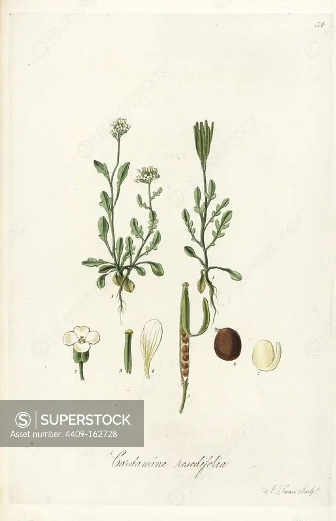 Mignonette-leaved bittercress or lady's smock, Cardamine resedifolia. Handcoloured copperplate engraving by J. Swan after a botanical illustration by William Jackson Hooker from his own "Exotic Flora," Blackwood, Edinburgh, 1823. Hooker (1785-1865) was an English botanist who specialized in orchids and ferns, and was director of the Royal Botanical Gardens at Kew from 1841.
