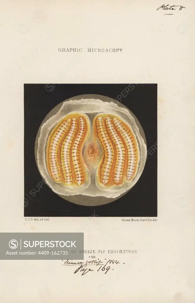 Spiracle of the horse bot fly, Gasterophilus intestinalis (Oestrus equi), magnified x50. Chromolithograph after an illustration by E.T.D., lithographed by Vincent Brooks, from "Graphic Microscopy" plates to illustrate "Hardwicke's Science Gossip," London, 1865-1885.