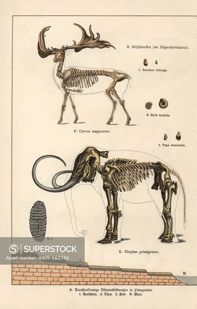 Fossil skeletons of extinct great Irish deer Cervus megaceros and woolly mammoth Elephas primigenius, and freshwater Diluvial snails Succinea oblonga, Helix hispida and Pupa muscorum. Chromolithograph from Dr. Fr. Rolle's "Geology and Paleontology" section in Gotthilf Heinrich von Schubert's "Naturgeschichte," Schreiber, Munich, 1886.