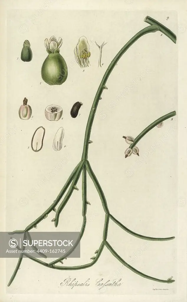 Mistletoe cactus, Rhipsalis baccifera (naked cassutha, Rhipsalis cassutha). Handcoloured copperplate engraving by J. Swan after a botanical illustration by William Jackson Hooker from his own "Exotic Flora," Blackwood, Edinburgh, 1823. Hooker (1785-1865) was an English botanist who specialized in orchids and ferns, and was director of the Royal Botanical Gardens at Kew from 1841.