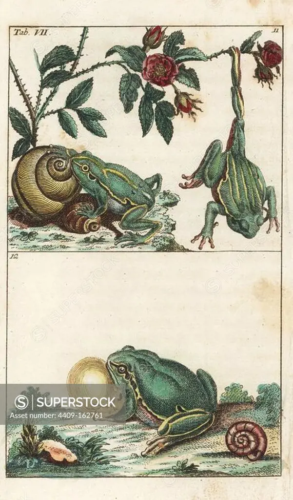 European tree frog, Hyla arborea 11, and Italian tree frog, Hyla intermedia 12. Handcolored copperplate engraving from G. T. Wilhelm's "Encyclopedia of Natural History: Amphibia," Augsburg, 1794. Gottlieb Tobias Wilhelm (1758-1811) was a Bavarian clergyman and naturalist known as the German Buffon.