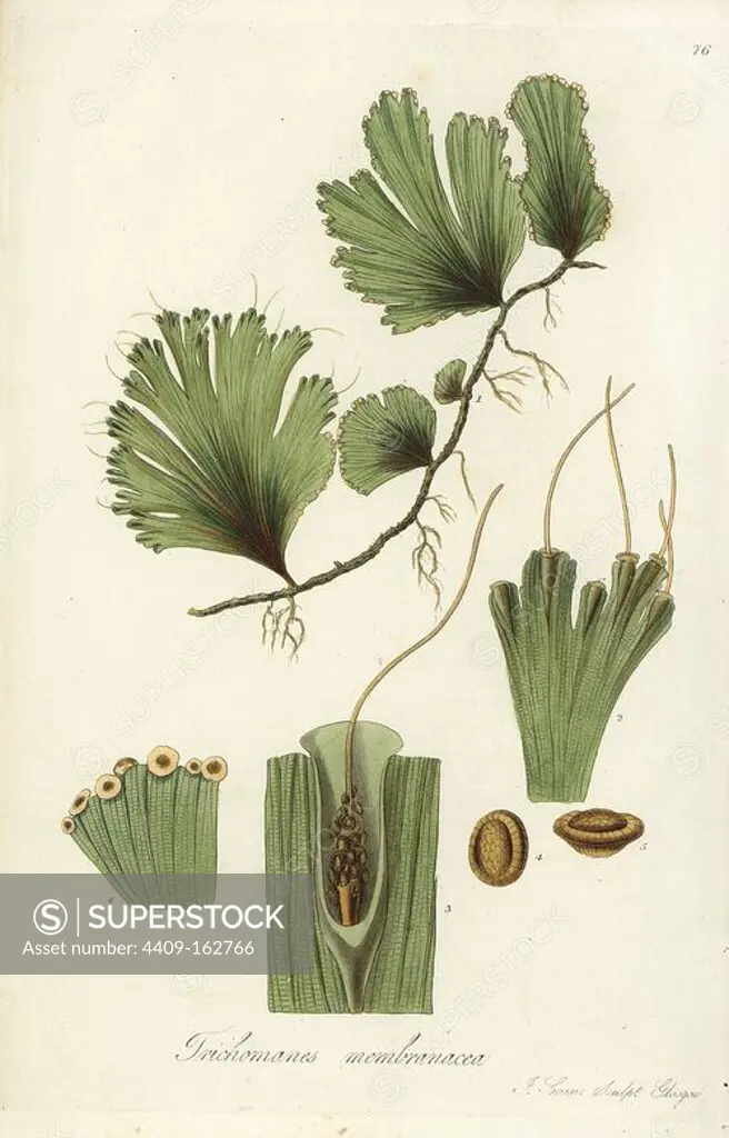 Membranaceous bristle fern, Trichomanes membranacea. Handcoloured copperplate engraving by J. Swan after a botanical illustration by William Jackson Hooker from his own "Exotic Flora," Blackwood, Edinburgh, 1823. Hooker (1785-1865) was an English botanist who specialized in orchids and ferns, and was director of the Royal Botanical Gardens at Kew from 1841.