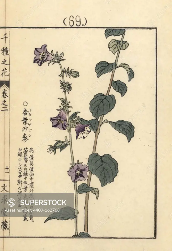 Toushajin or lady bells, Adenophora stricta. Handcoloured woodblock print by Kono Bairei from Senshu no Hana (One Thousand Varieties of Flowers), Bunkyudo, Kyoto, 1900.