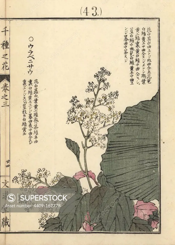 Urabenisou. Unknown species of plant with red backed foliage. Handcoloured woodblock print by Kono Bairei from Senshu no Hana (One Thousand Varieties of Flowers), Bunkyudo, Kyoto, 1889.