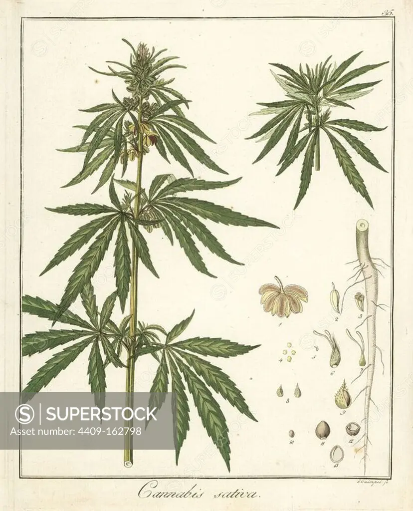 Hemp or marijuana, Cannabis sativa. Handcoloured copperplate engraving by F. Guimpel from Dr. Friedrich Gottlob Hayne's Medical Botany, Berlin, 1822. Hayne (1763-1832) was a German botanist, apothecary and professor of pharmaceutical botany at Berlin University.