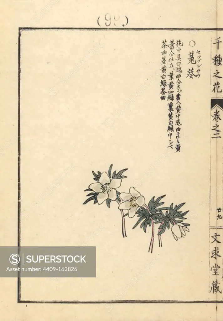 Setsubunsou or winterstern, Shibateranthis pinnatifida. Handcoloured woodblock print by Kono Bairei from Senshu no Hana (One Thousand Varieties of Flowers), Bunkyudo, Kyoto, 1900.