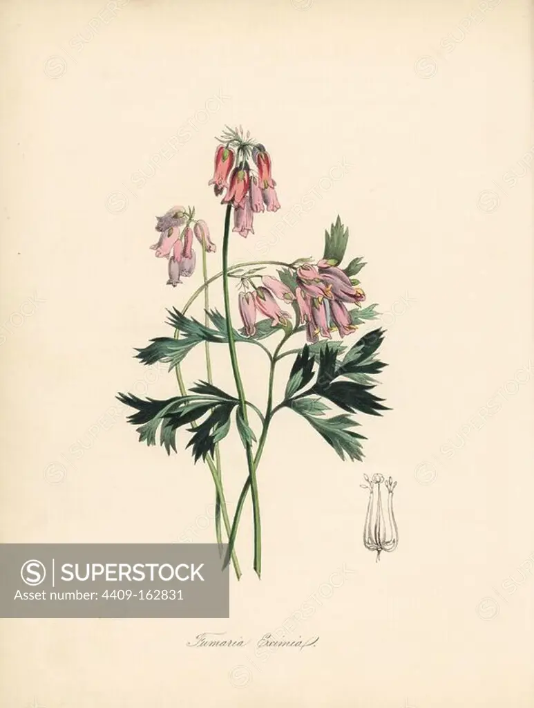 Wild or fringed bleeding-heart or turkey-corn, Dicentra eximia (Choice fumitory, Fumaria eximia). After an illustration by William Clark from Richard Morris's "Flora Conspicua." Handcoloured zincograph by C. Chabot drawn by Miss M. A. Burnett from her "Plantae Utiliores: or Illustrations of Useful Plants," Whittaker, London, 1842. Miss Burnett drew the botanical illustrations, but the text was chiefly by her late brother, British botanist Gilbert Thomas Burnett (1800-1835).