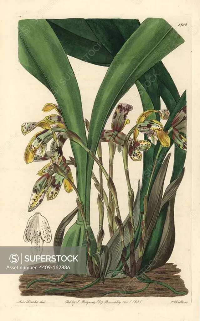 Brasiliorchis picta orchid (Painted maxillaria, Maxillaria picta). Handcoloured copperplate engraving by S. Watts after an illustration by Miss Drake from Sydenham Edwards' "The Botanical Register," London, Ridgway, 1835. Sarah Anne Drake (1803-1857) drew over 1,300 plates for the botanist John Lindley, including many orchids.